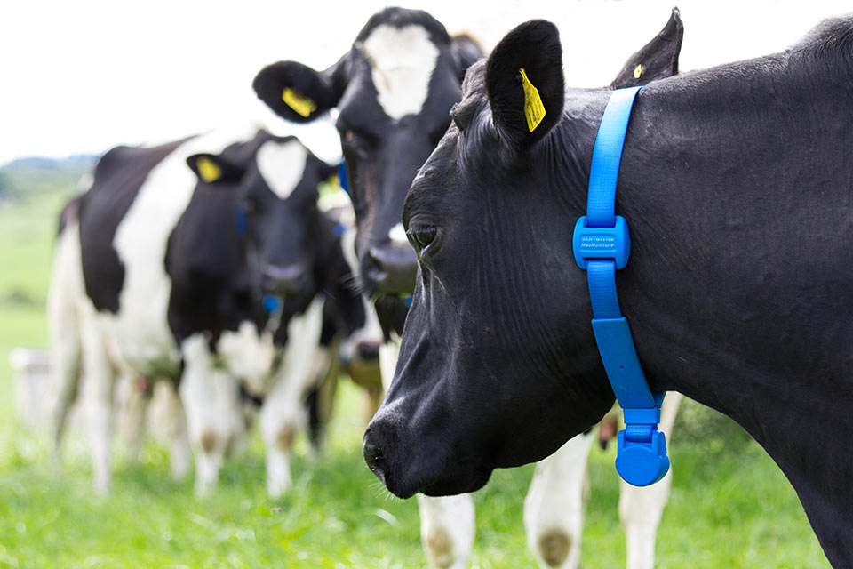 Moo Monitor +